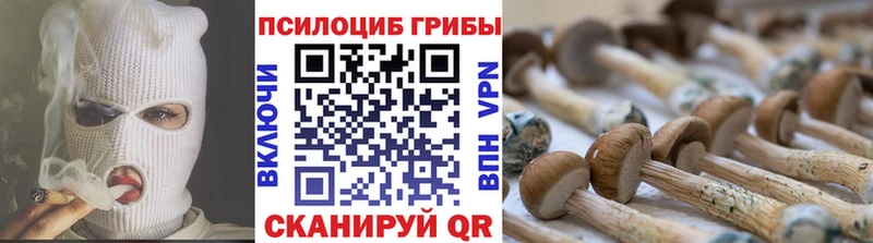 Псилоцибиновые грибы MAGIC MUSHROOMS  маркетплейс какой сайт  Хадыженск 